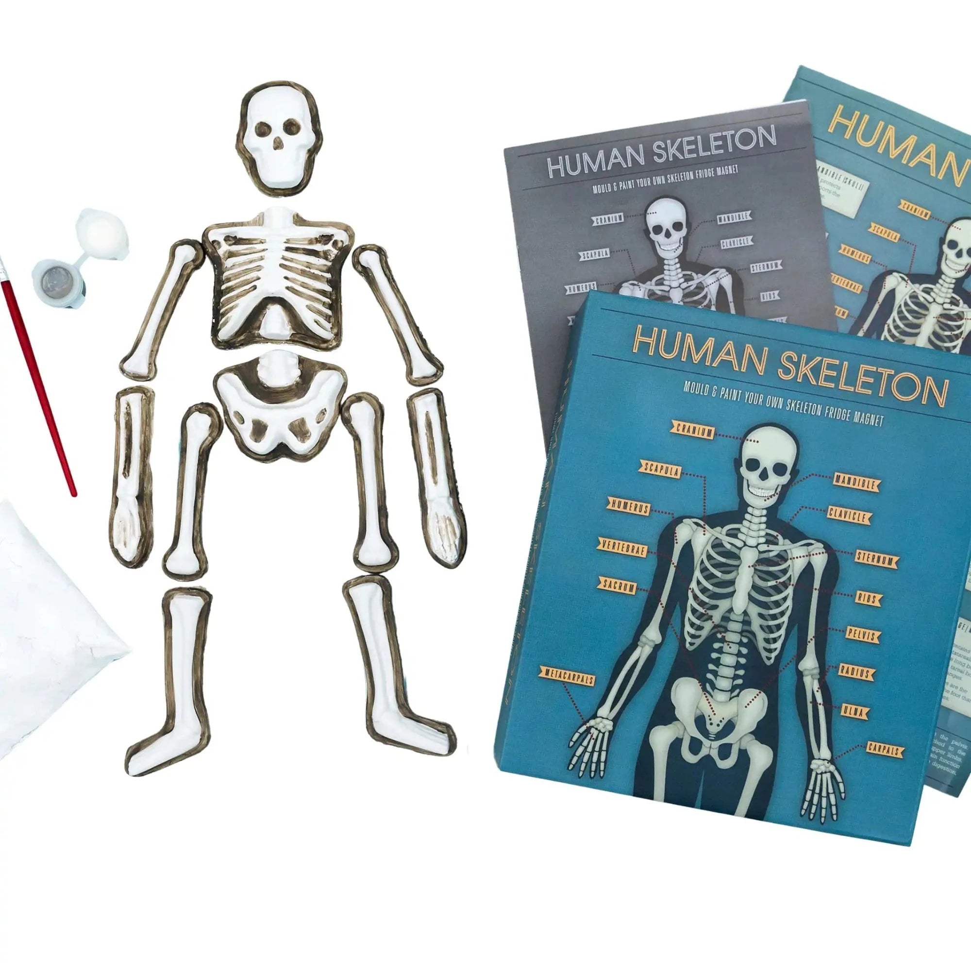 Glow-in-Dark Skeleton Kit: STEM Fun for Kids! | Smallkind