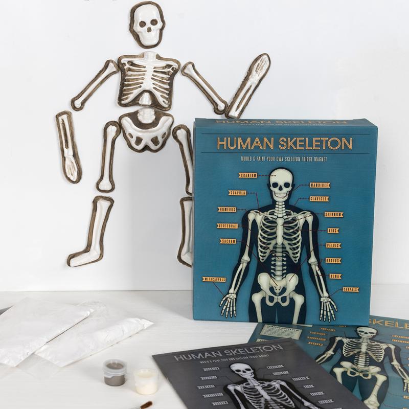 Rex London Children's Craft Kit Make Your Own Glow in the Dark Magnetic Skeleton