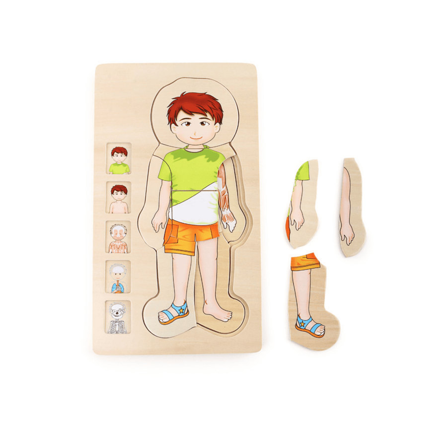 wooden anatomy layer puzzle for children aged 4 and over
