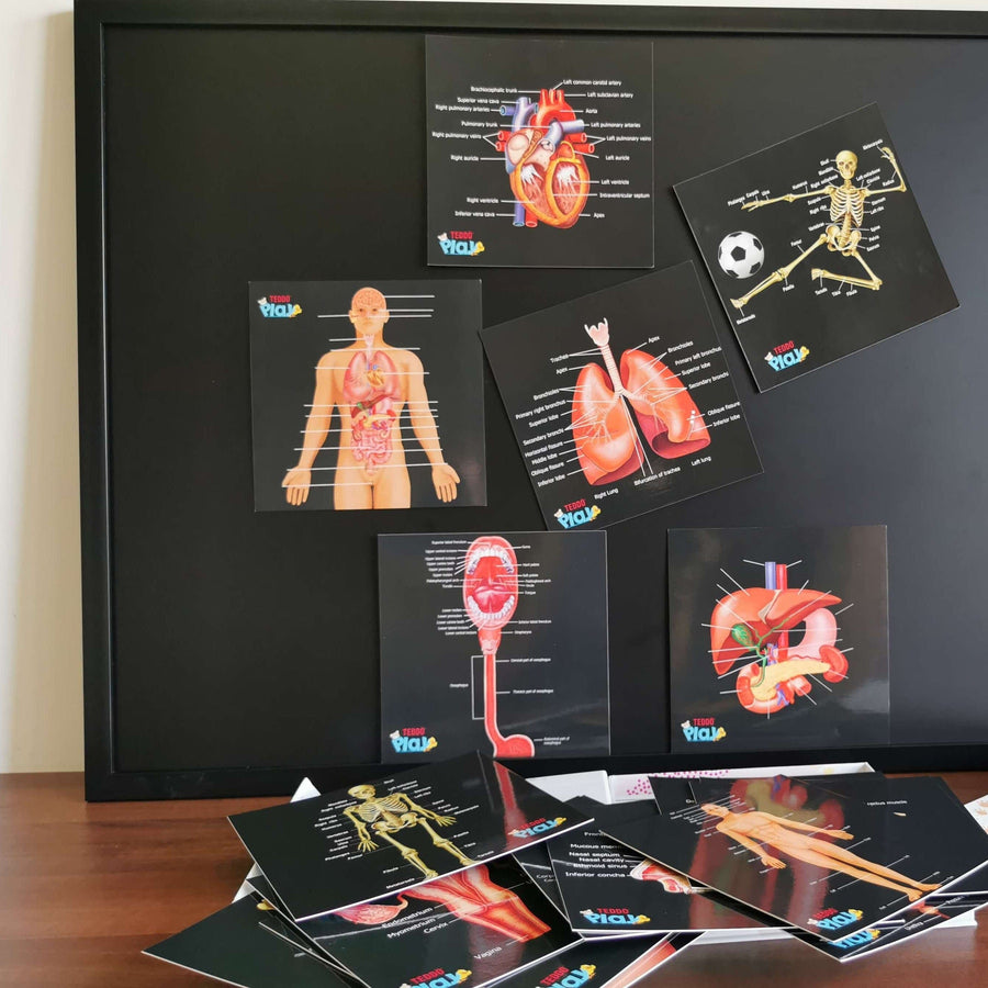 teddo play human anatomy educational flash cards