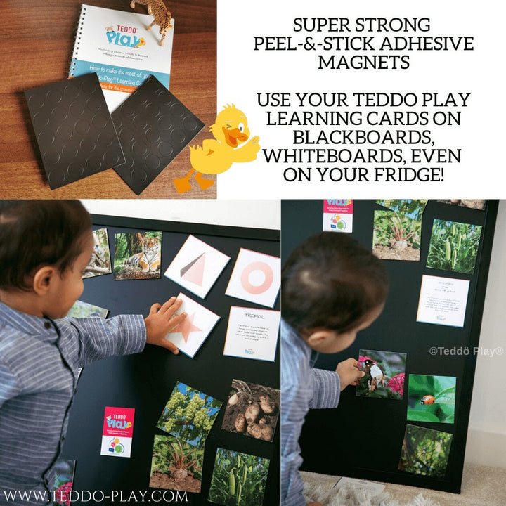 Teddo Play Educational Flash Cards Teddo Play Human Anatomy Set