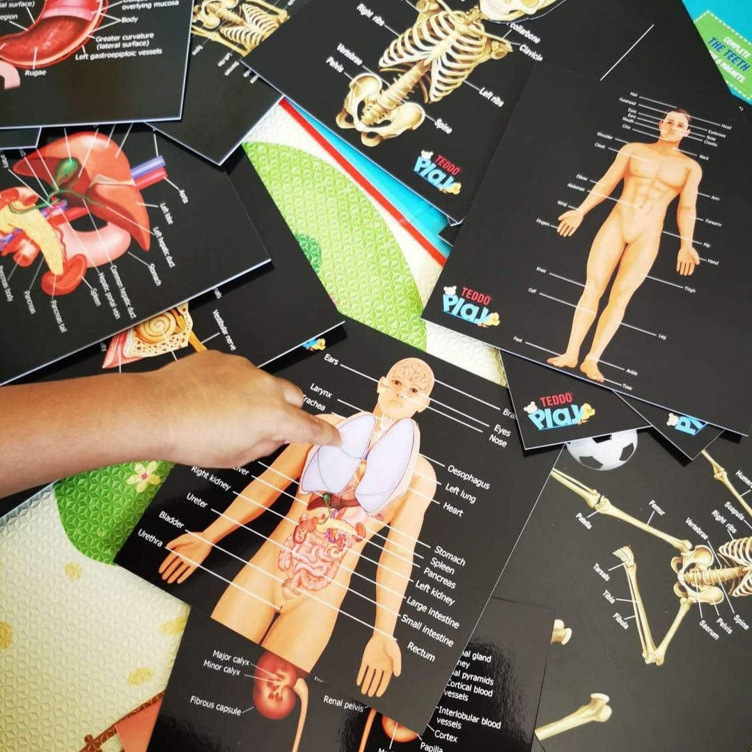 Teddo Play Educational Flash Cards Teddo Play Human Anatomy Set